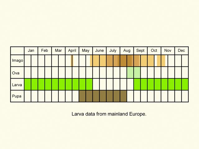  Life stages table Copyright Martin Evans 