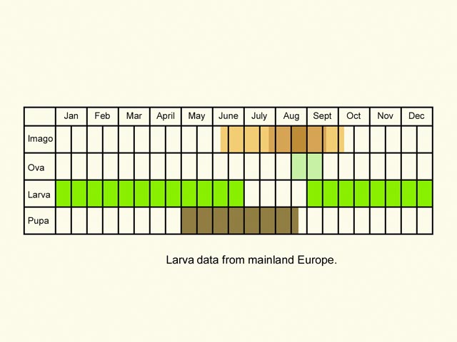  Life stages table Copyright Martin Evans 
