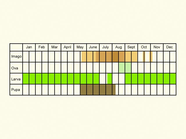 Life stages table Copyright Martin Evans 