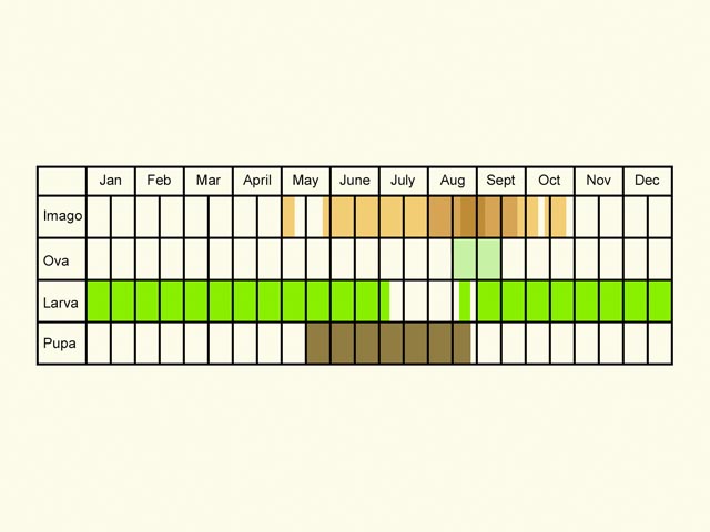  Life stages table Copyright Martin Evans 