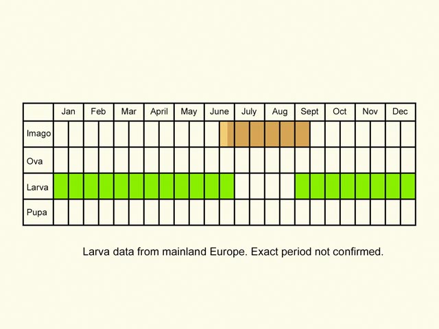  Life stages table Copyright Martin Evans 