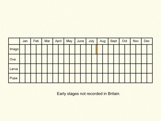  Life stages table Copyright Martin Evans 
