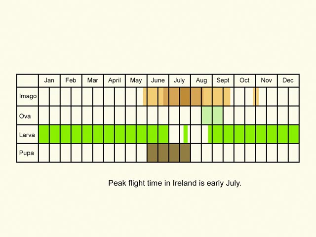  Life stages table Copyright Martin Evans 