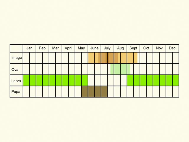  Life stages table Copyright Martin Evans 