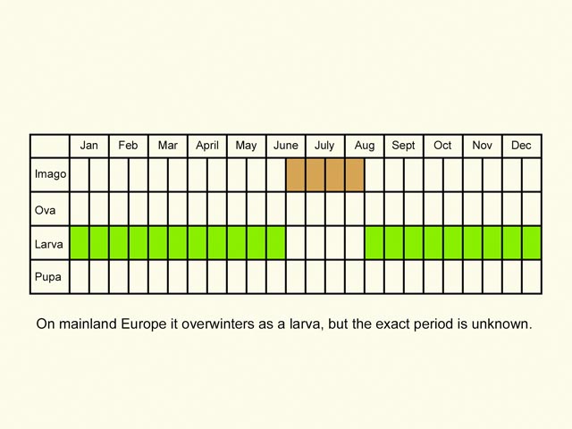  Life stages table Copyright Martin Evans 