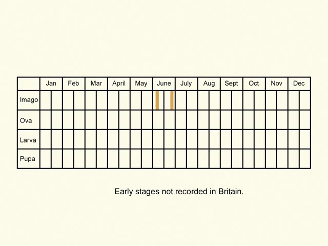  Life stages table Copyright Martin Evans 