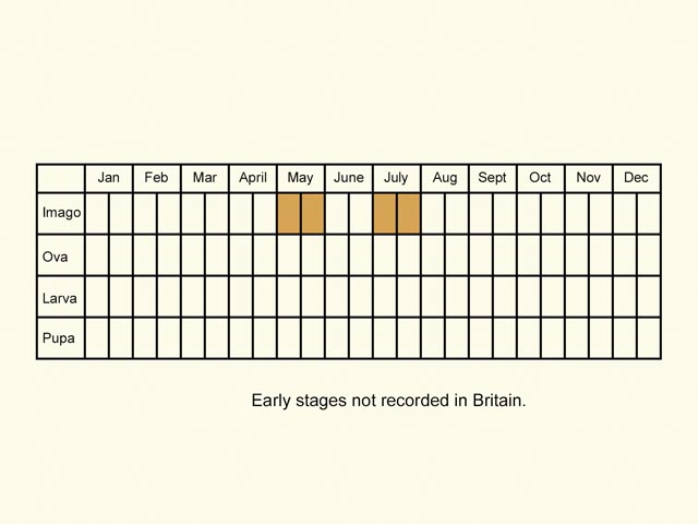  Life stages table Copyright Martin Evans 