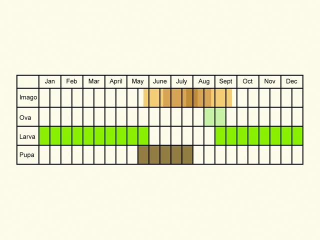  Life stages table Copyright Martin Evans 
