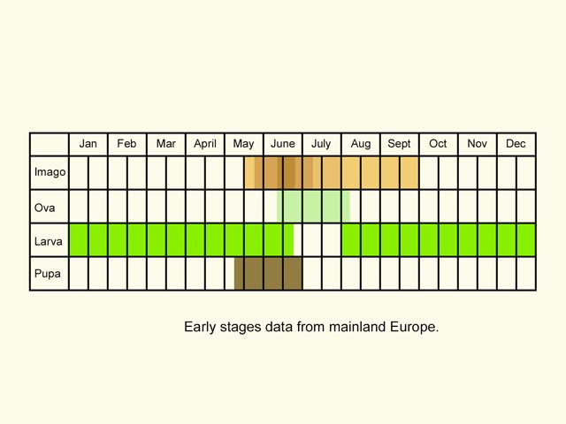  Life stages table Copyright Martin Evans 