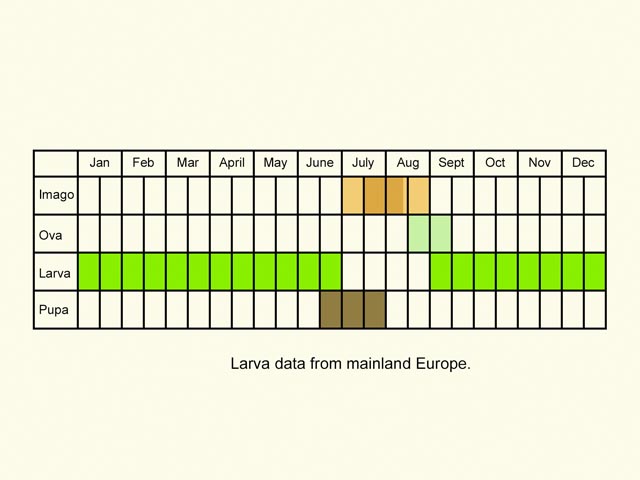  Life stages table Copyright Martin Evans 