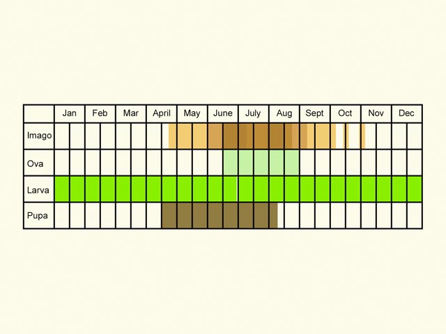  Life stages table Copyright Martin Evans 