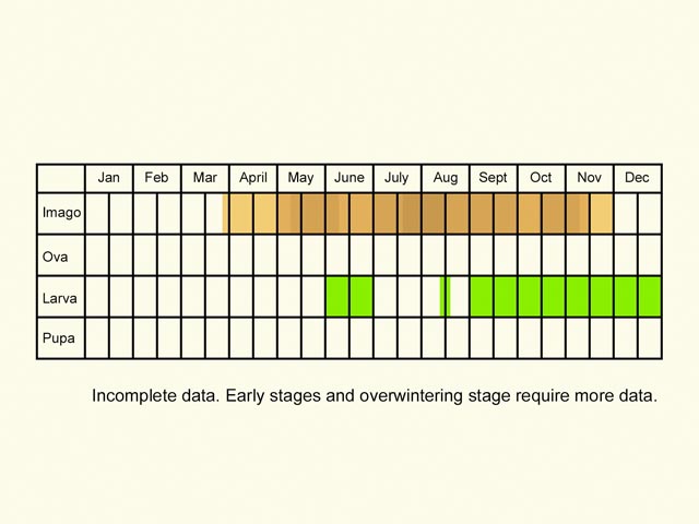  Life stages table Copyright Martin Evans 