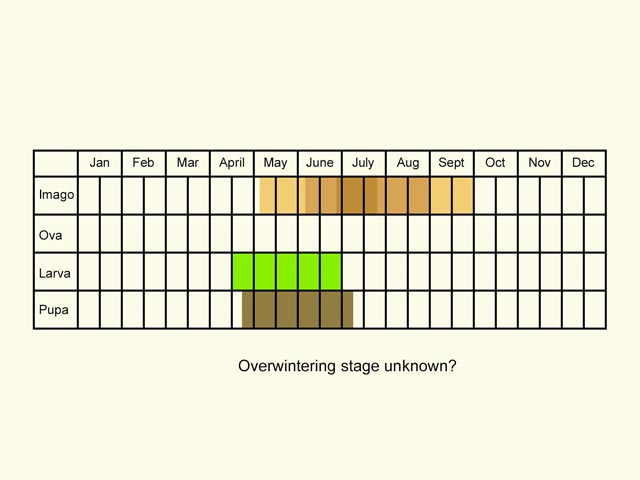  Life stages table Copyright Martin Evans 