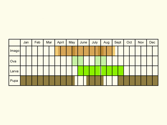  Life stages table Copyright Martin Evans 