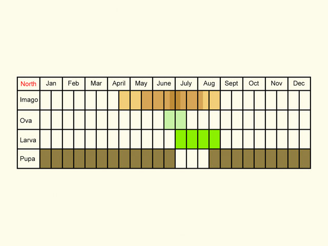  Life stages table Copyright Martin Evans 