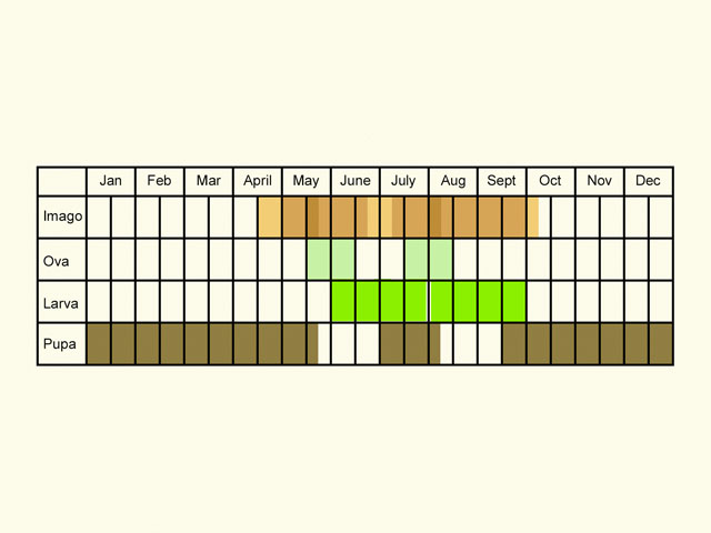  Life stages table Copyright Martin Evans 