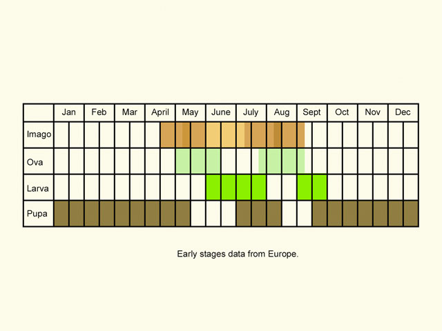  Life stages table Copyright Martin Evans 