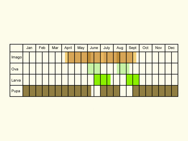  Life stages table Copyright Martin Evans 