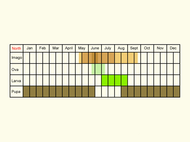  Life stages table Copyright Martin Evans 