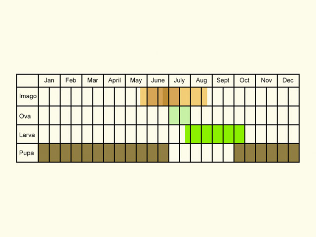  Life stages table Copyright Martin Evans 