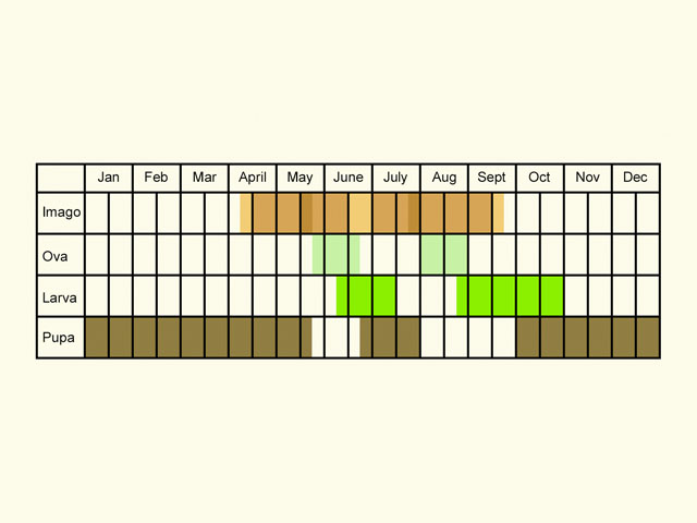  Life stages table Copyright Martin Evans 