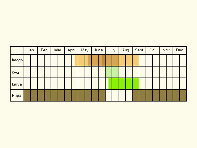  Life stages table Copyright Martin Evans 