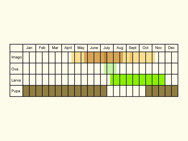  Life stages table Copyright Martin Evans 