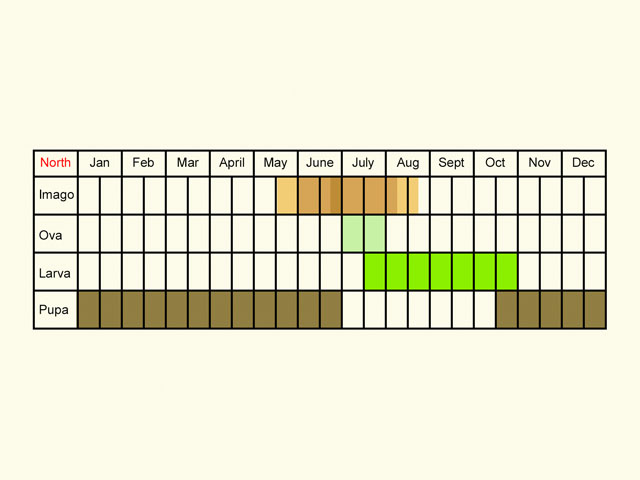  Life stages table Copyright Martin Evans 