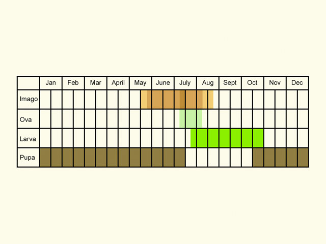  Life stages table Copyright Martin Evans 