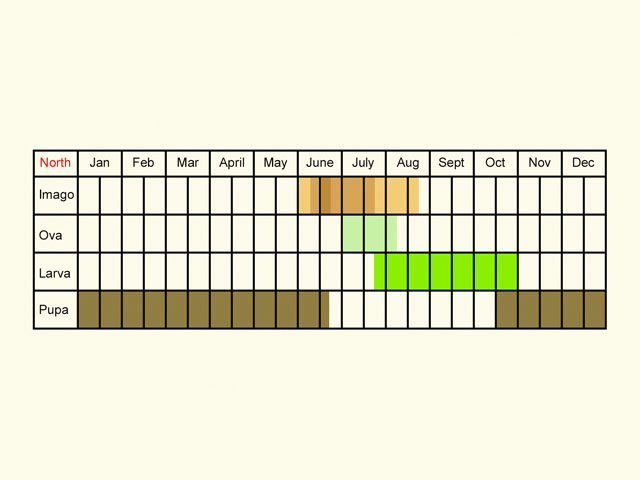  Life stages table Copyright Martin Evans 