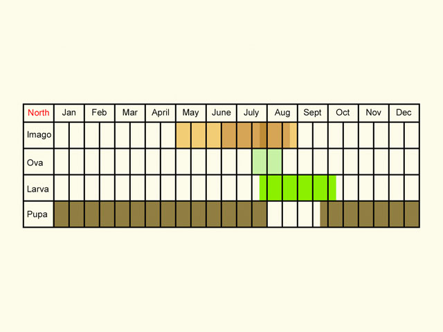  Life stages table Copyright Martin Evans 