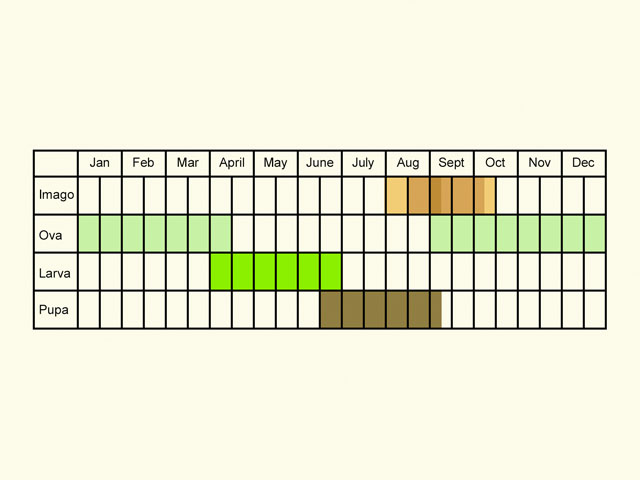  Life stages table Copyright Martin Evans 