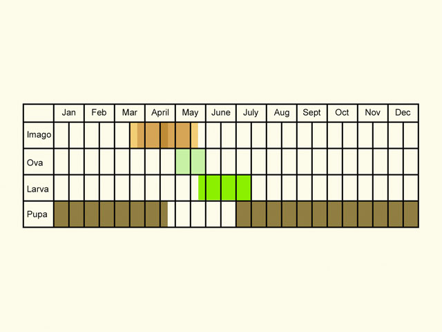  Life stages table Copyright Martin Evans 