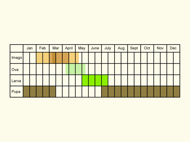  Life stages table Copyright Martin Evans 