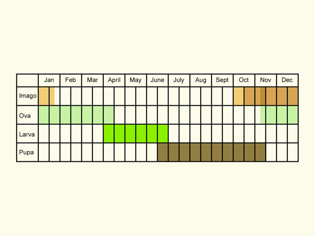  Life stages table Copyright Martin Evans 