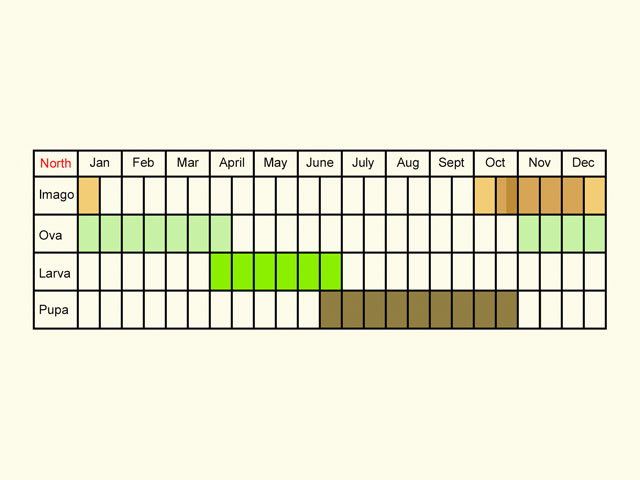  Life stages table Copyright Martin Evans 