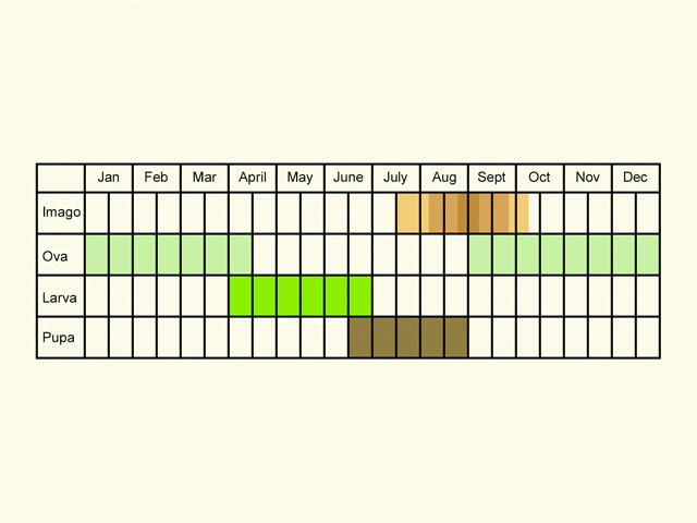  Life stages table Copyright Martin Evans 