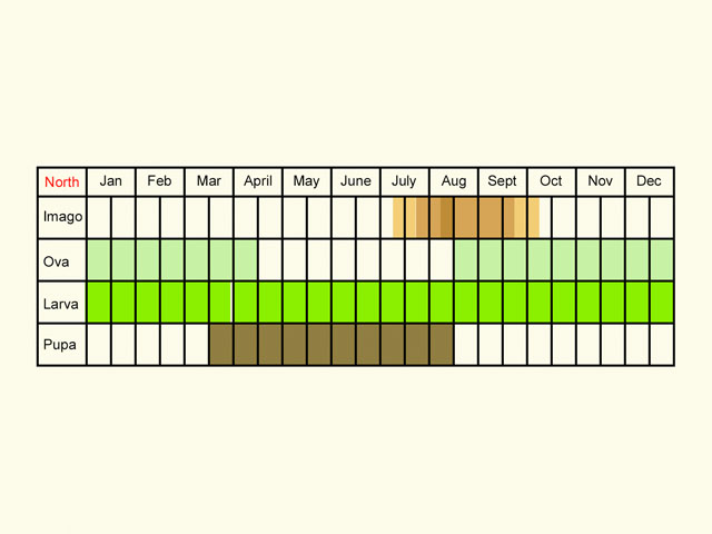  Life stages table Copyright Martin Evans 