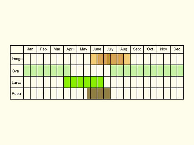  Life stages table Copyright Martin Evans 