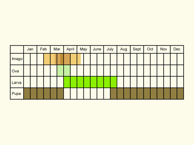  Life stages table Copyright Martin Evans 