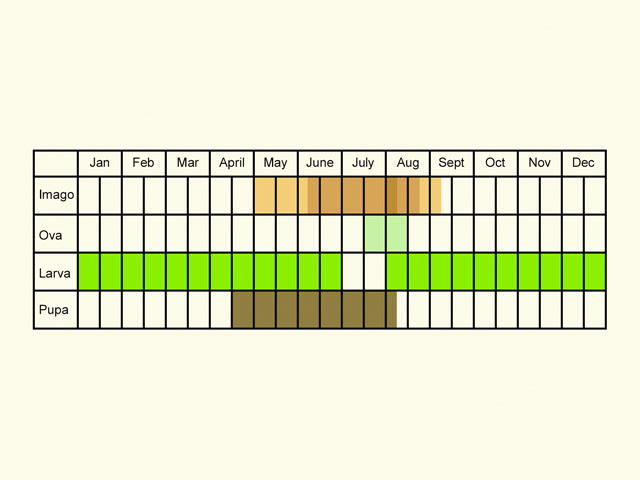  Life stages table Copyright Martin Evans 