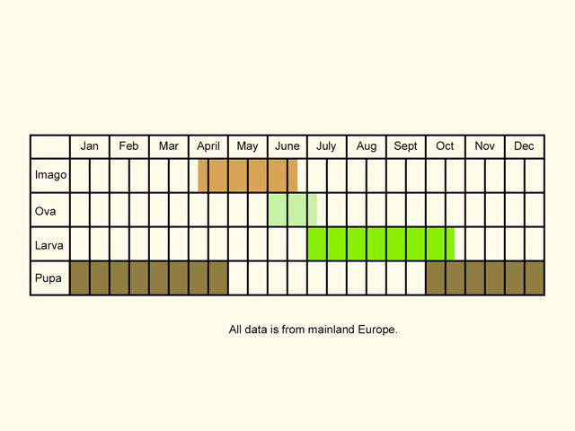 Life stages table Copyright Martin Evans 