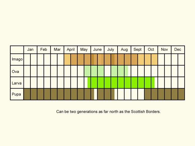 Life stages table Copyright Martin Evans 