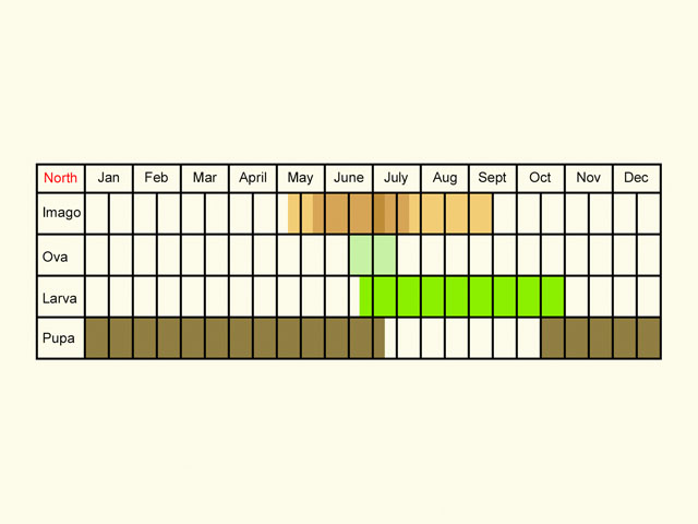 Life stages table Copyright Martin Evans 