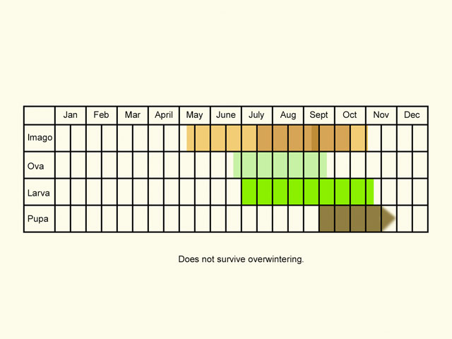  Life stages table Copyright Martin Evans 