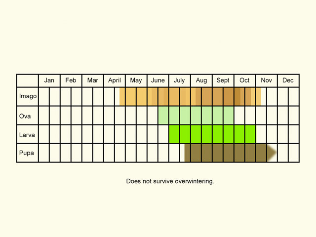  Life stages table Copyright Martin Evans 