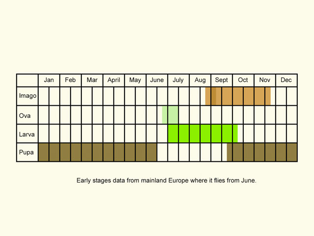  Life stages table Copyright Martin Evans 