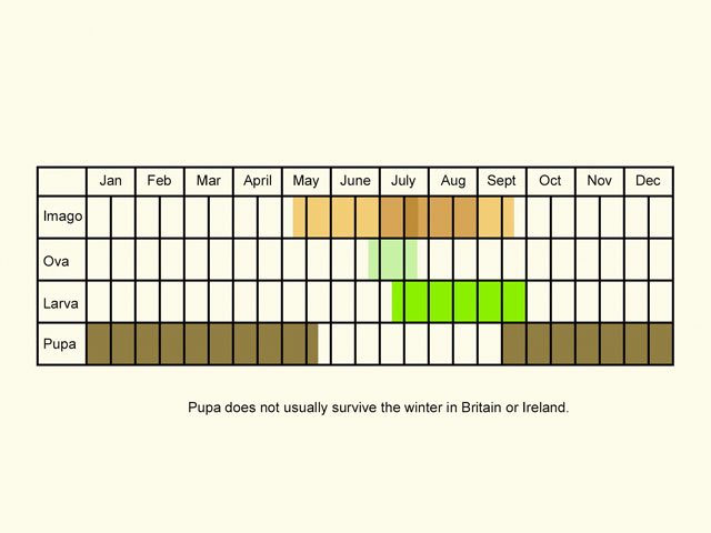  Life stages table Copyright Martin Evans 