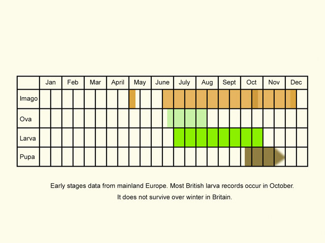  Life stages table Copyright Martin Evans 