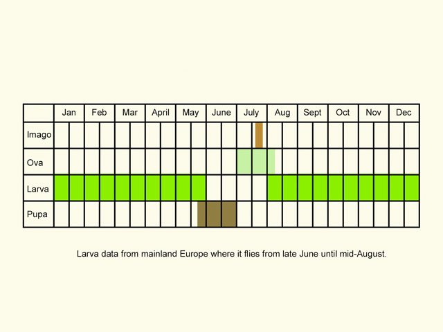  Life stages table Copyright Martin Evans 